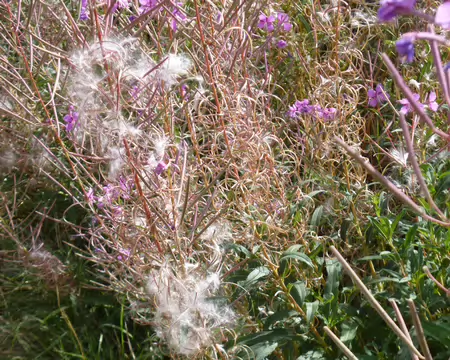 P1230627 Epilobes en fleurs et à graines