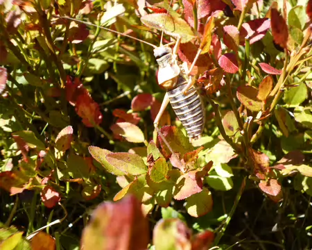 P1230760 insecte dans les myrtilliers