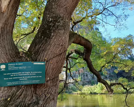 022 Au bord du lac, un arbre remarquable, le sophora du Japon, planté en 1873