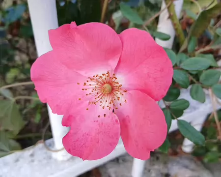 037 Rose d’octobre