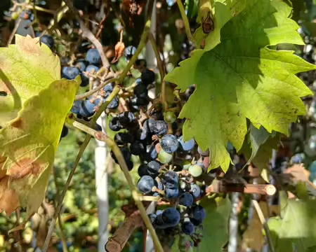 039 La vigne de la butte Bergeyre (Clos des Chaufourniers) a été plantée en 1996. Les jardiniers de la ville de Paris y produisent du vin depuis 2010