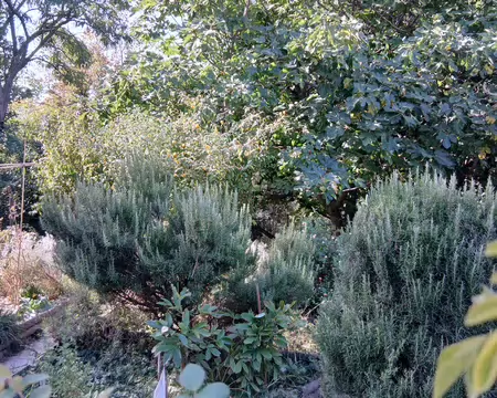 040 Romarin et figuier dans le jardin partagé de la butte Bergeyre