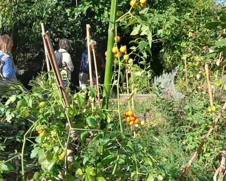 042 Tomates-cerises