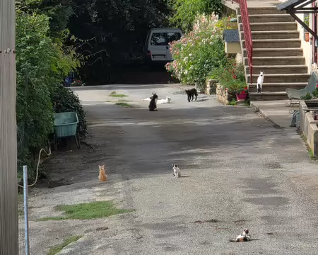 014 Hameau de la Gâchette et ses chats.
