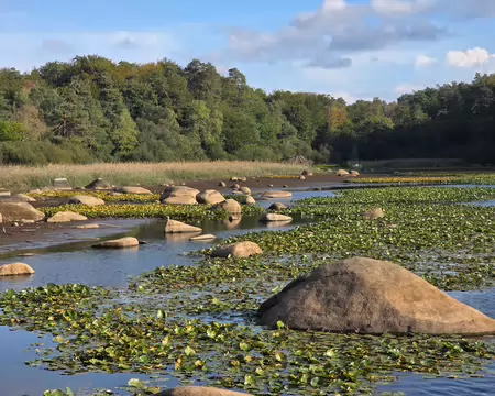 079 Le lac du Merle est orné d'une multitude de nénuphars.
