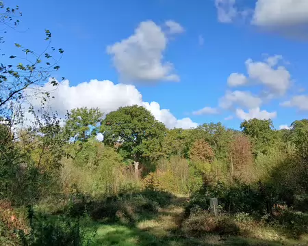 025 Clairière dans la forêt de Fausses-Reposes