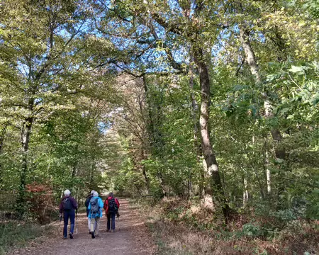 026 Ombre et lumière dans la forêt