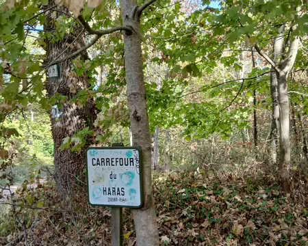 028 Le carrefour forestier du Haras au croisement du chemin aux Bœufs et de la Route royale
