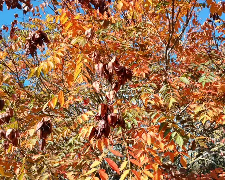 036 Savonnier aux couleurs de l’automne