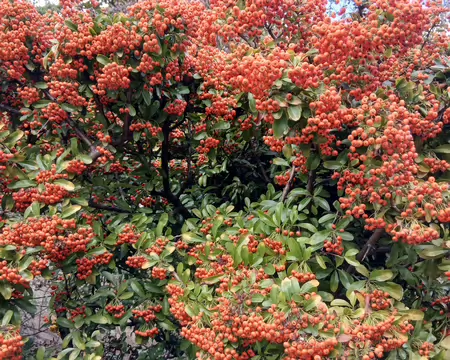 038 Pyracantha (« buisson ardent »)