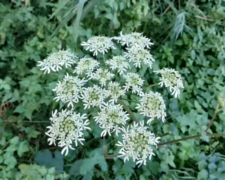 005 Belle ombelle (berce)