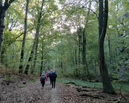 011 Dans la forêt domaniale de Versailles