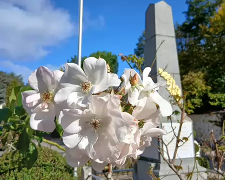 025 Roses blanches près du monument aux morts de Buc