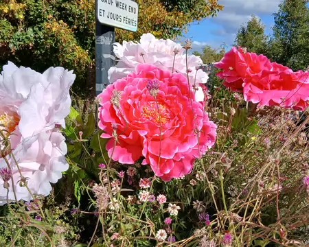 026 Octobre rose