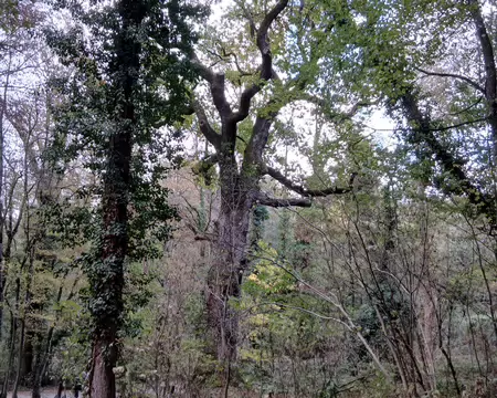 030 Le chêne de Louis XIV dans la forêt de Versailles