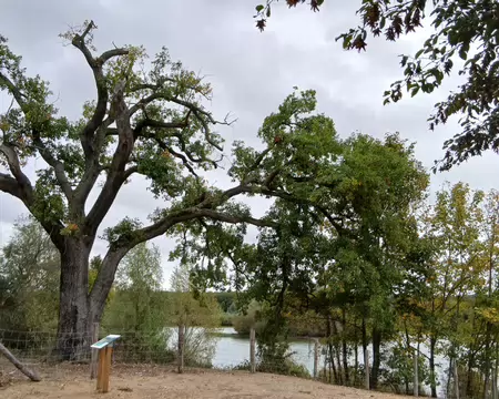 011 Grand chêne au bord de l’étang du Corra