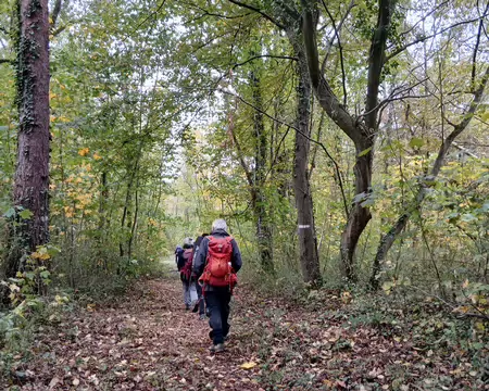 014 Entrons dans la forêt
