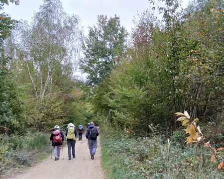 023 Sur la route forestière du Maître particulier