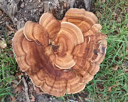 028 Grand polypore sur bois mort.