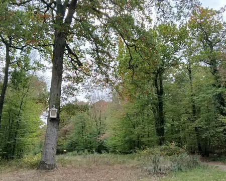 029 L’un des neuf oratoires de la forêt de Saint-Germain. Le dernier a été installé en 2024 par les scouts d’Europe