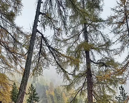 20251023_152112-01 Journée pluie et brouillard