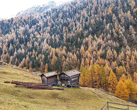 20251023_161642-01-01 les mélèzes sont délicatement poudrés