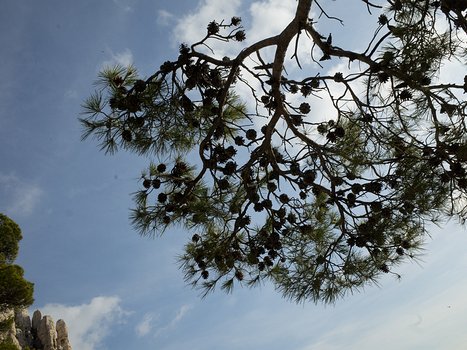 2015-12 Calanques détail de la sortie