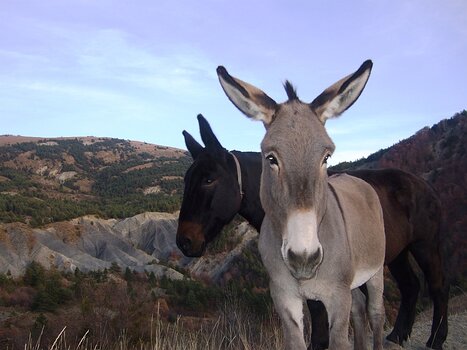 2017-10 Gapençais détail de la sortie