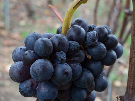 2017-11 Automne en Champagne Alain Z, détail sortie