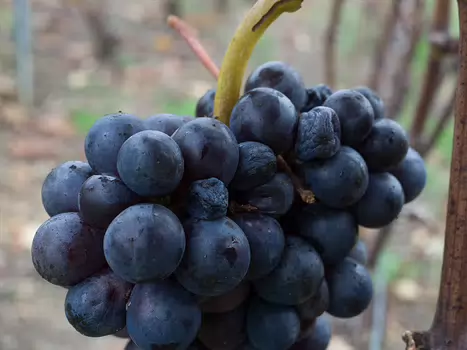 2017-11 Automne en Champagne Alain Z, détail sortie