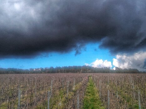 2017-11 Champagne détail de la sortie