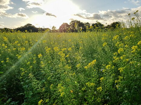 2017-11 Moyencourt Xavier L, détail sortie