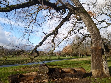 2017-12 Bois de Boulogne Dominique F, détail sortie