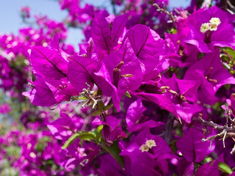 2018-04 La Gomera Alain Z, détail sortie