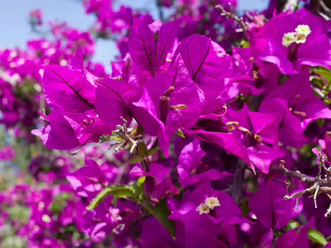 2018-04 La Gomera Alain Z, détail sortie