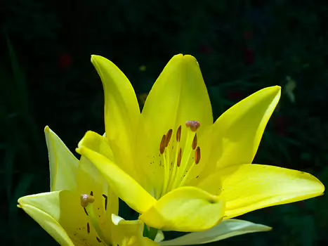 2018-06 Giverny Alain Z, détail sortie