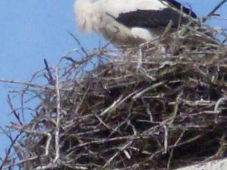 2018-07 Forêt Noire Michel D, détail sortie