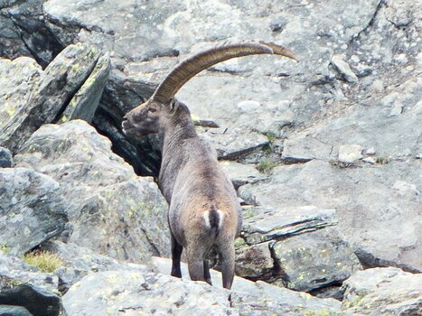 2018-08 Grand Paradis Danielle H, Pascale L, Xavier L, détail sortie