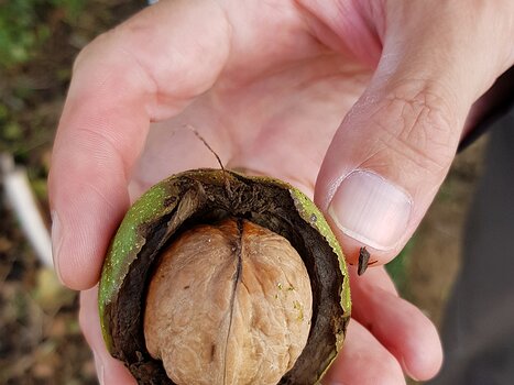 2018-09 Vexin noix Alain Z, détail sortie