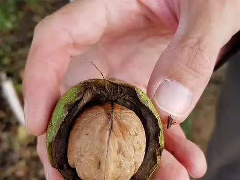 2018-09 Vexin noix Alain Z, détail sortie