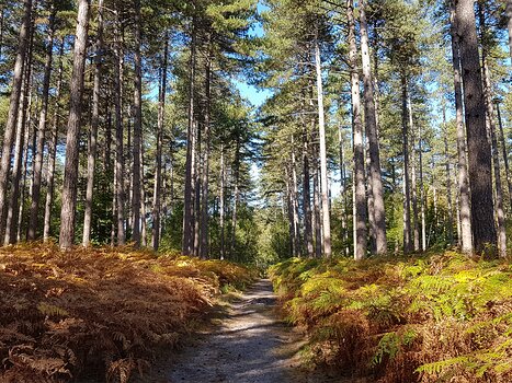 2018-10 Gambaiseuil Alain Z, détail sortie