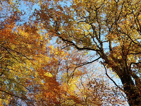 2018-11 Apremont Alain Z, détail sortie