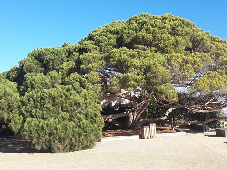 2018-11 Bombannes - Le Cap Ferret Pascal B, détail sortie