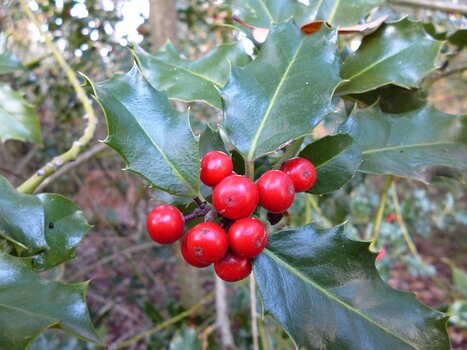 2018-11 Fontainebleau Dominique F, détail sortie