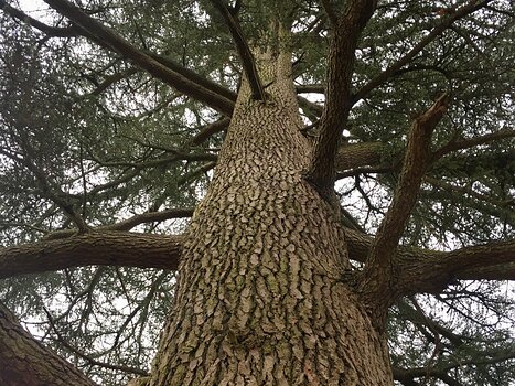 2018-11 Fontainebleau automne Jean-André C, détail sortie