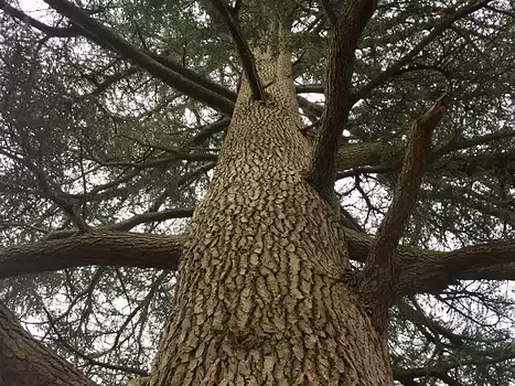 2018-11 Fontainebleau automne Jean-André C, détail sortie