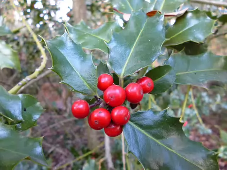 2018-11 Fontainebleau Dominique F, détail sortie