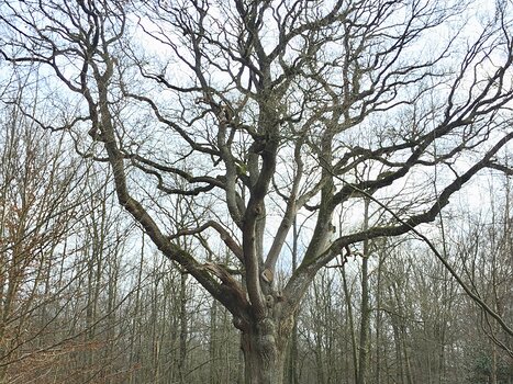 2019-01 Rambouillet François G, détail sortie