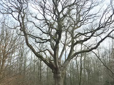 2019-01 Rambouillet François G, détail sortie