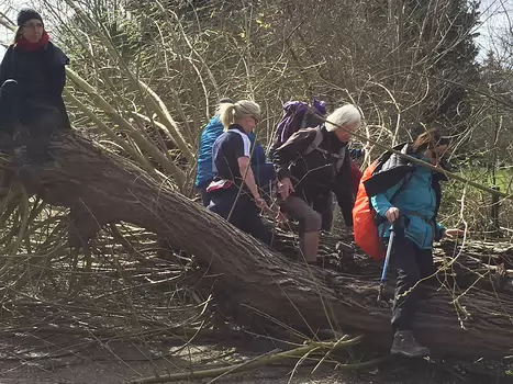 2019-03 Bièvres Dominique F, détail sortie